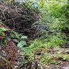 Plants: image 81 Of 208 Thumb